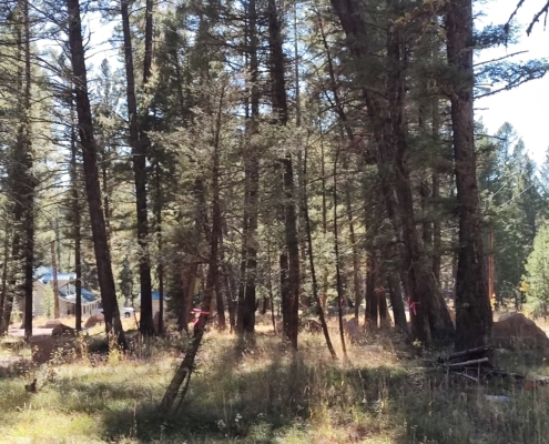 Property marked for thinning with pink flags